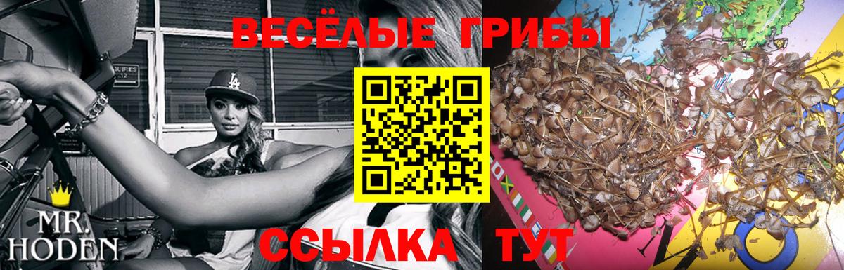 Беслан  Псилоцибиновые грибы Psilocybine cubensis  Вход с VPN 